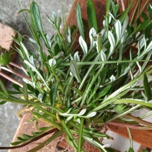 Gazania x splendens at Conder, ACT - 21 Oct 2021