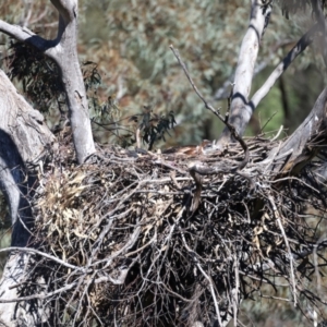 Aquila audax at Ainslie, ACT - 19 Oct 2021