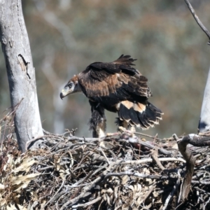 Aquila audax at Ainslie, ACT - 19 Oct 2021