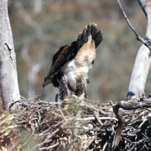 Aquila audax at Ainslie, ACT - 19 Oct 2021