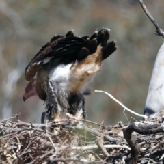 Aquila audax at Ainslie, ACT - 19 Oct 2021