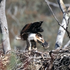 Aquila audax at Ainslie, ACT - 19 Oct 2021