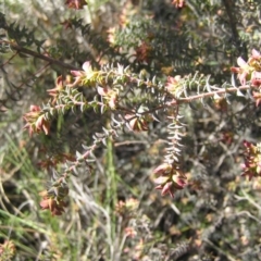 Pultenaea spinosa (Spiny Bush-pea, Grey Bush-pea) at Yass River, NSW - 21 Oct 2021 by SueMcIntyre