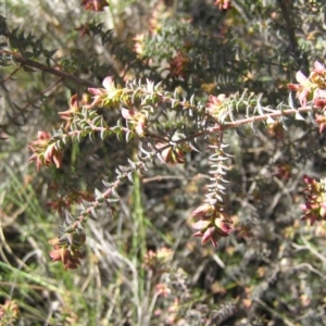 Pultenaea spinosa at Yass River, NSW - 21 Oct 2021 12:03 AM