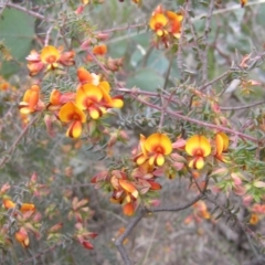 Pultenaea spinosa at Yass River, NSW - 21 Oct 2021 12:03 AM