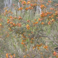 Pultenaea spinosa at Yass River, NSW - 21 Oct 2021