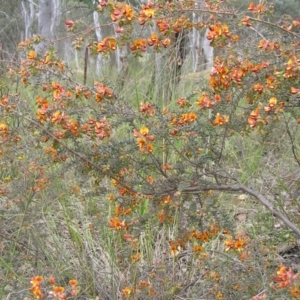 Pultenaea spinosa at Yass River, NSW - 21 Oct 2021