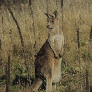 Macropus giganteus at Theodore, ACT - 22 Sep 2021 04:27 PM