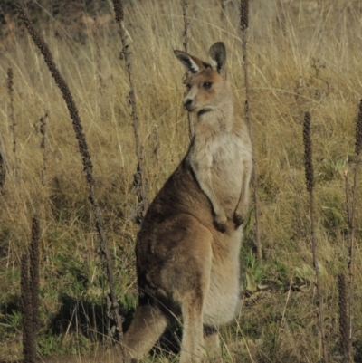 Macropus giganteus (Eastern Grey Kangaroo) at Theodore, ACT - 22 Sep 2021 by MichaelBedingfield