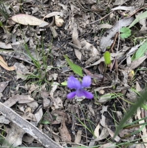 Viola betonicifolia at Bruce, ACT - 21 Oct 2021