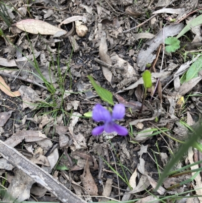 Viola betonicifolia (Mountain Violet) at Black Mountain - 20 Oct 2021 by Jenny54