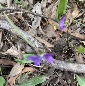 Viola betonicifolia at Bruce, ACT - 21 Oct 2021 10:10 AM