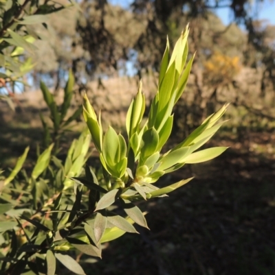 Styphelia triflora (Five-corners) at Theodore, ACT - 22 Sep 2021 by MichaelBedingfield