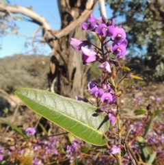 Hardenbergia violacea (False Sarsaparilla) at Tuggeranong Hill - 22 Sep 2021 by michaelb