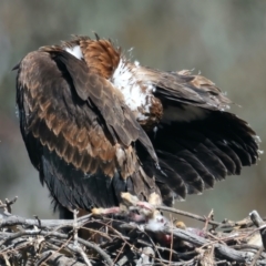 Aquila audax (Wedge-tailed Eagle) at Mount Ainslie - 19 Oct 2021 by jb2602