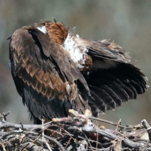 Aquila audax at Ainslie, ACT - suppressed