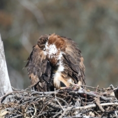 Aquila audax at Ainslie, ACT - suppressed