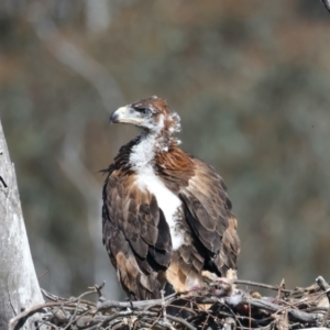 Aquila audax at Ainslie, ACT - suppressed