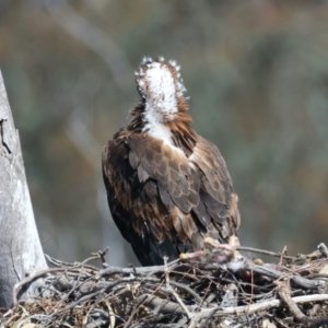 Aquila audax at Ainslie, ACT - 19 Oct 2021