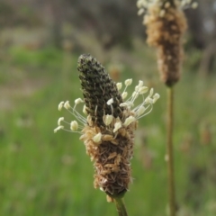 Plantago lanceolata (Ribwort Plantain, Lamb's Tongues) at Theodore, ACT - 11 Oct 2021 by MichaelBedingfield