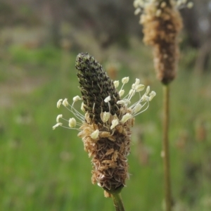 Plantago lanceolata at Theodore, ACT - 11 Oct 2021 04:19 PM