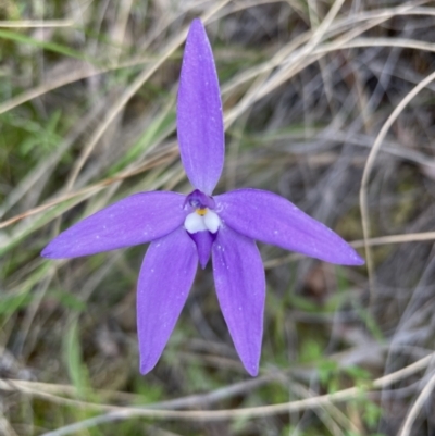 Glossodia major (Wax Lip Orchid) at Aranda Bushland - 21 Oct 2021 by lbradley