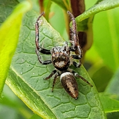 Opisthoncus grassator (Jumping spider) at Holt, ACT - 20 Oct 2021 by tpreston