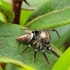 Opisthoncus grassator at Holt, ACT - 21 Oct 2021