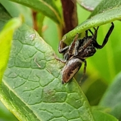 Opisthoncus grassator at Holt, ACT - 21 Oct 2021