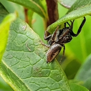 Opisthoncus grassator at Holt, ACT - 21 Oct 2021