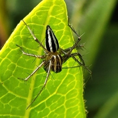 Oxyopes (genus) (Lynx spider) at Holt, ACT - 21 Oct 2021 by trevorpreston