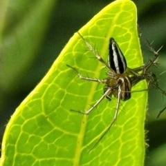 Oxyopes sp. (genus) at Holt, ACT - 21 Oct 2021