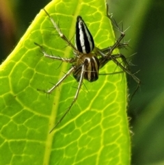 Oxyopes sp. (genus) at Holt, ACT - 21 Oct 2021