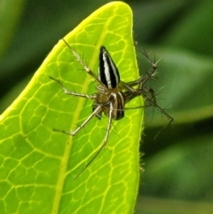 Oxyopes sp. (genus) at Holt, ACT - suppressed