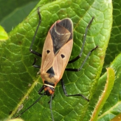 Dysdercus sidae (Pale Cotton Stainer) at Holt, ACT - 21 Oct 2021 by trevorpreston