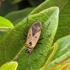 Dysdercus sidae at Holt, ACT - suppressed