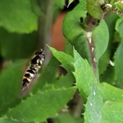 Syrphini (tribe) (Unidentified syrphine hover fly) at Holt, ACT - 21 Oct 2021 by trevorpreston