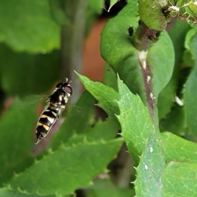 Syrphini (tribe) (Unidentified syrphine hover fly) at Holt, ACT - 21 Oct 2021 by trevorpreston