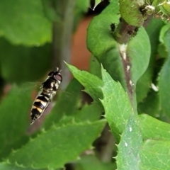 Syrphini sp. (tribe) (Unidentified syrphine hover fly) at Holt, ACT - 20 Oct 2021 by tpreston