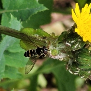 Syrphini sp. (tribe) at Holt, ACT - 21 Oct 2021