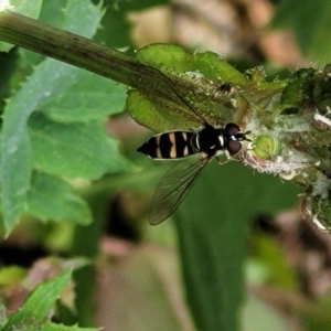 Syrphini sp. (tribe) at Holt, ACT - 21 Oct 2021