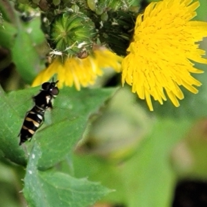 Syrphini sp. (tribe) at Holt, ACT - 21 Oct 2021