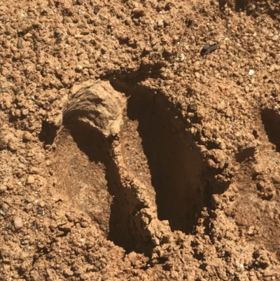 Unverified Feral hoofed introduced mammal at Mount Clear, ACT - 17 Oct 2021 by Tapirlord