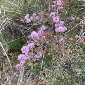 Kunzea parvifolia at Bruce, ACT - 21 Oct 2021 11:12 AM