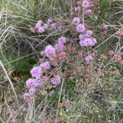 Kunzea parvifolia (Violet Kunzea) at Black Mountain - 21 Oct 2021 by Jenny54