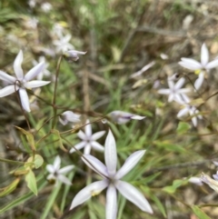 Stypandra glauca (Nodding Blue Lily) at O'Connor, ACT - 21 Oct 2021 by Jenny54