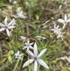 Stypandra glauca (Nodding Blue Lily) at O'Connor, ACT - 20 Oct 2021 by Jenny54