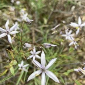 Stypandra glauca at O'Connor, ACT - 21 Oct 2021