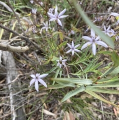 Stypandra glauca at O'Connor, ACT - 21 Oct 2021