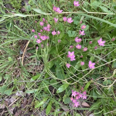 Centaurium sp. (Centaury) at Black Mountain - 20 Oct 2021 by Jenny54